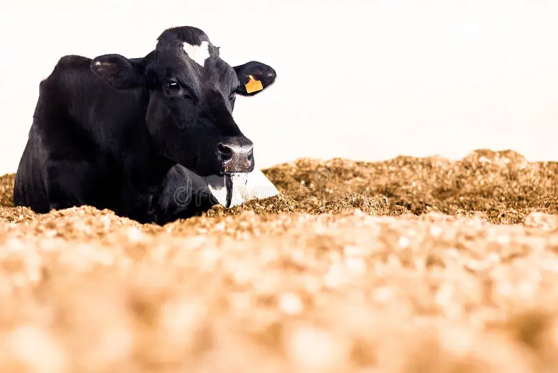 O Segredo para o Conforto e Saúde Animal